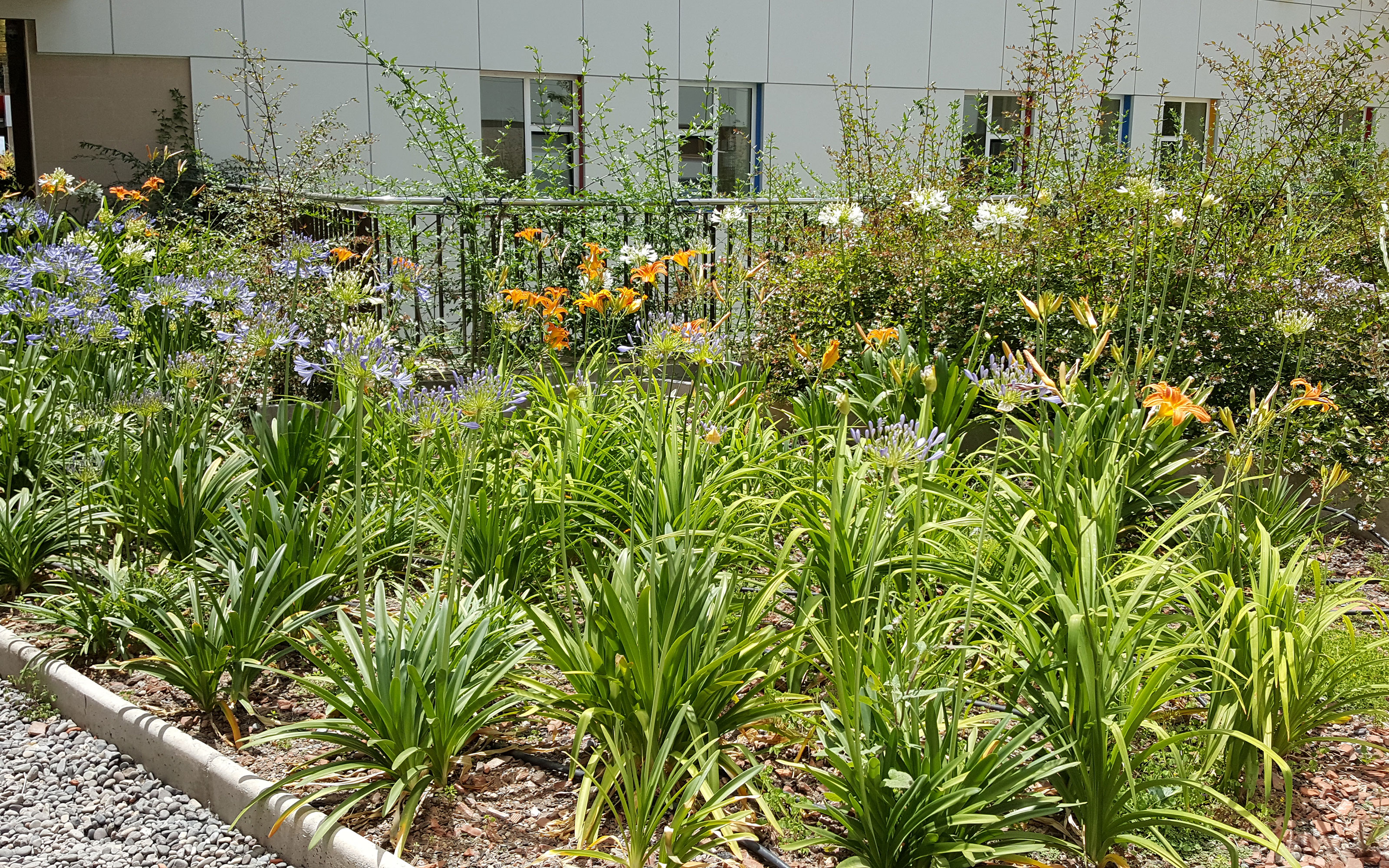 The gravel path is lined with colorful flower beds. Plant bed with flowers on a terrace